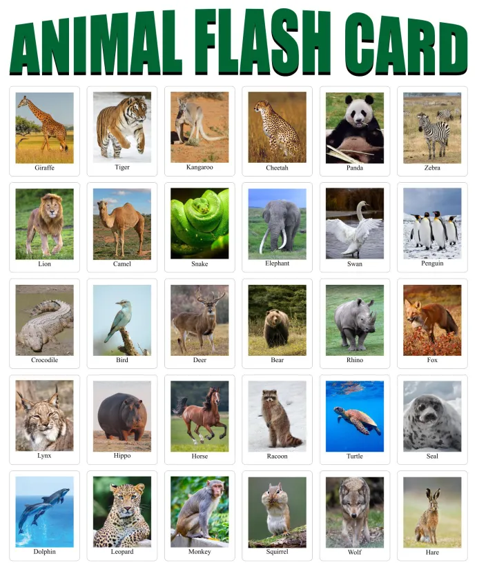 Real Animal Flash Cards Printable Pdf